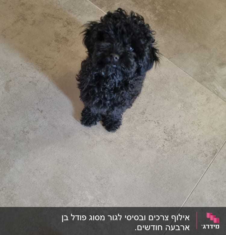 כלב קטן עומד על רצפה, מביט למעלה.